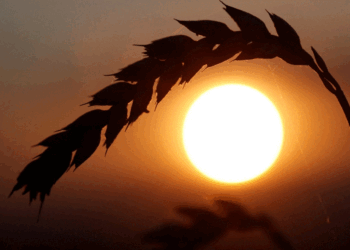 Delegacionet e Rusisë, Ukrainës dhe Turqisë do të takohen për eksportet e drithit