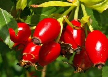 Si të mbillni në shtëpi trëndafilin e egër – bimën me veti kuruese