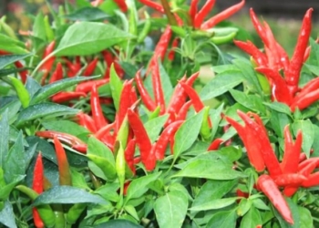 Si të rrisni speca djegës në vazot e shtëpisë