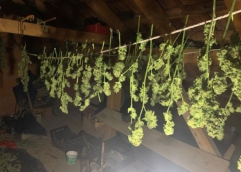 Një muaj paraburgim për të dyshuarin që iu gjetën 27 kg marihuanë në veturë