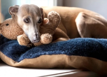 Konfirmohet rasti i parë i infektimit të një qeni me li të majmunit