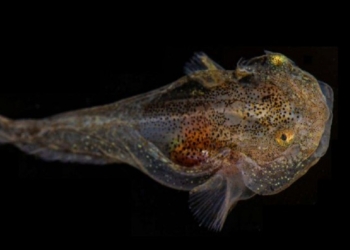 Shkencëtarët zbuluan një specie të re peshqish, ka diçka shumë të pazakontë