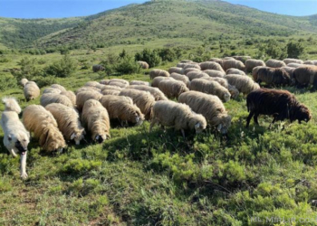 Rrufeja mbytë 165 dele në Shqipëri
