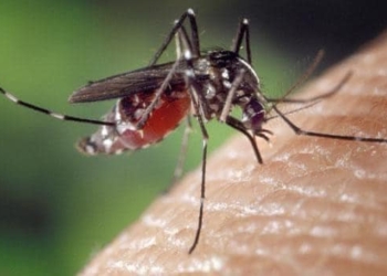 IKSHPK: NË KOSOVË NUK KA VIRUS TË NILIT PERËNDIMOR