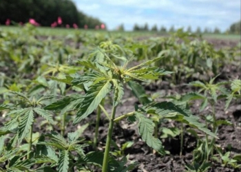 Policia gjen kanabis në një arë në Vushtrri
