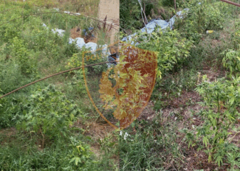 Gjenden 254 rrënjë kanabis në Durrës