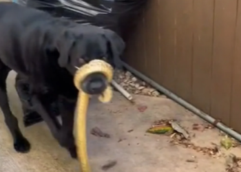 Një gjarpër i madh i mbështjellë rreth fytyrës së qenit, videoja bëhet hit në internet