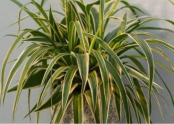 Kjo bimë e pranishme në shumë shtëpi shkakton helmim toksik