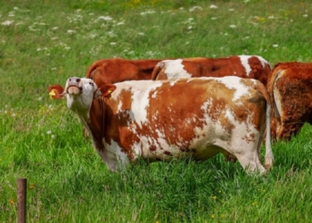 Sekuestrohen 12 krerë gjedhë në Vitomiricë