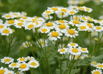 Koha e duhur për mbledhjen dhe tharjen e kamomilit