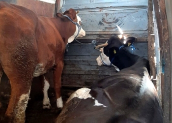 Kontrabanduan kafshë nga Serbia, ndalohen dy të dyshuar