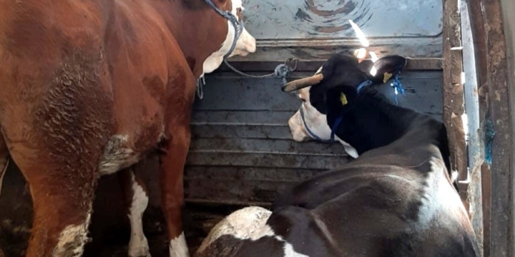 Kontrabanduan kafshë nga Serbia, ndalohen dy të dyshuar