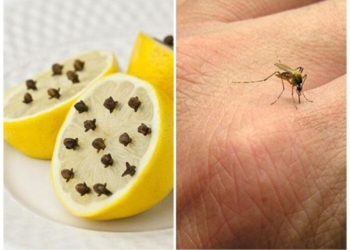 Nëse po ju pickojnë rregullisht mushkonjat, atëherë kjo metodë është zgjidhja ideale