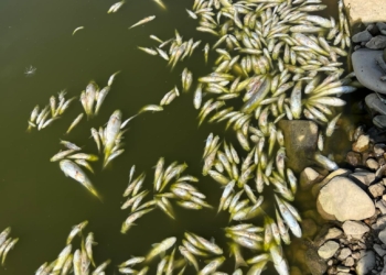 Ngordhje masive e peshqve në “Lumin e Shtrembër” në Kamenicë