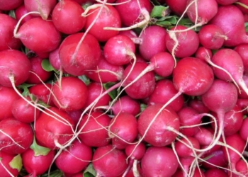 Përfitimet shëndetësore nga konsumi i rrepave