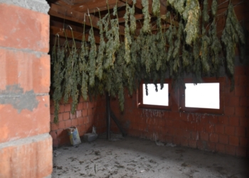 Shtatë të arrestuar e 68 kg marihuanë të konfiskuar