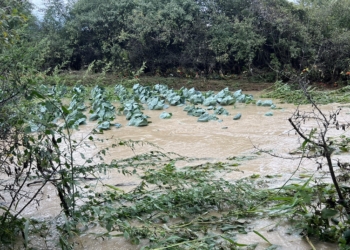 Latifi formon shtatë komisione për vlerësimin e dëmeve që shkaktuan reshjet në Rahovec