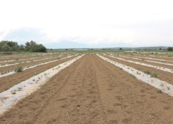 Rama: Naftë falas për fermerët