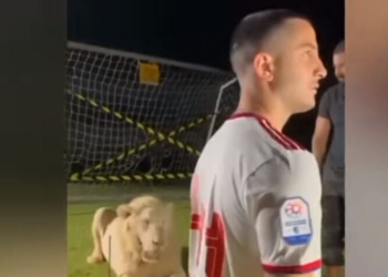 Manolas “dridhet” nga frika, pranë vetës kishte një luan