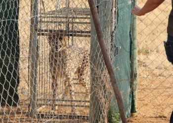“Macet e mëdha” rikthehen pas 70 vitesh në Indi