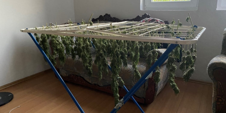 Antidroga arreston një person dhe ia gjen 33 bimë narkotike