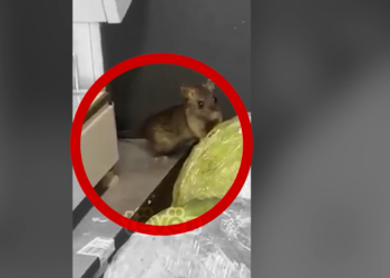 Konsumatorët të shqetësuar nga minjtë të cilët i shohin nëpër markete