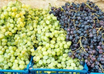 Cili është më i shëndetshëm rrushi i bardhë apo i zi?