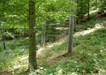 Arrestohet një person për sulm dhe kanosje ndaj rojes së pyllit