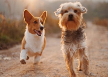 ​Sot, dita botërore e kafshëve