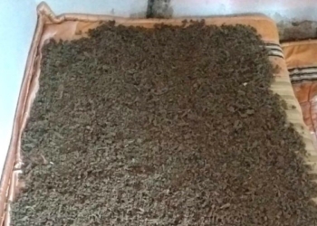 Arrestohet 41-vjeçari, iu gjetën 14.5 kilogramë marihuanë