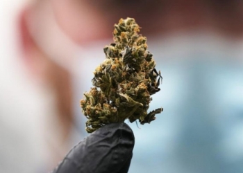 ​Gjermania drejt legalizimit të kanabisit