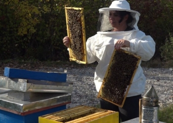 ​E refuzuar për mësuese nga komuna, gruaja nga Deçani filloi të merret me bletë