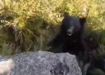 Duel mes alpinistit dhe ariut të zi, pamjet bëhen virale