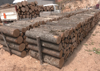 Komuna e Ferizajt po e shet 18 euro metrin e drunjve, qytetarët e mirëpresin këtë veprim