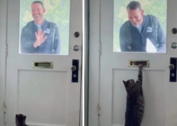 Macja pret çdo mëngjes postierin për të marrë letrat