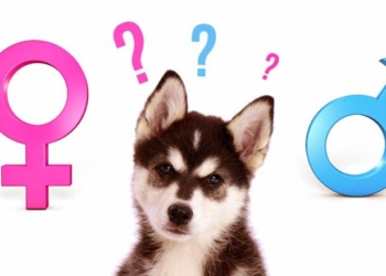 Top-lista më e popullarizuar e emrave të qenve në botë