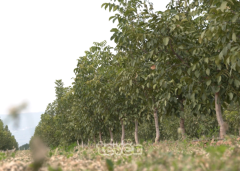 Suharekasit shënojnë Ditën e Arrës