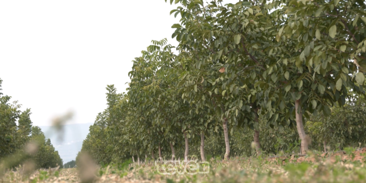 Suharekasit shënojnë Ditën e Arrës