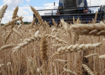 ​Ukraina eksportoi tetë milionë tonë drithëra