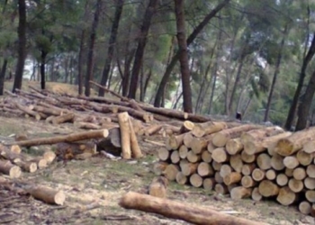 Rrahën mes vete dy burra derisa ishin duke prerë dru