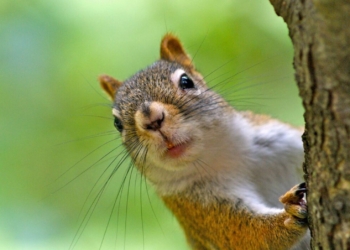 Ketri la pa rrymë 2,000 banorë në Oregon