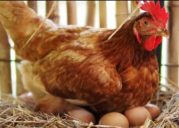 Vendi ku mësuesit paguhen me pula