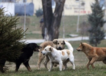 Një 4-vjeçar kafshohet nga qeni endacak në oborr të kopshtit në Prishtinë