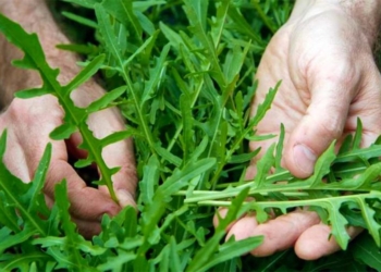 Rukola – Burimi i mineraleve që ju duhen për uljen e tensionit të gjakut