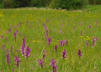 Salepi shqiptar, bima që rrezikon zhdukjen