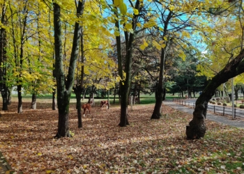 Spitali i Pejës: Persona të pandërgjegjshëm po fusin lopët në oborr, rrezikohen pacientët
