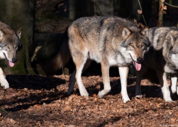 ​Në Gjermani ka gjithnjë e më shumë ujqër