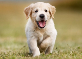 Gjërat e çuditshme që një qen mund t’i nuhasë