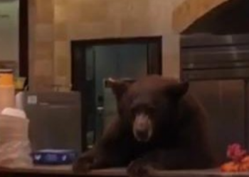 Ariu futet në një kafene në Kaliforni, vjedh biskota