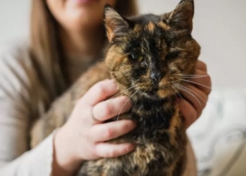 Kjo është macja më e vjetër në botë